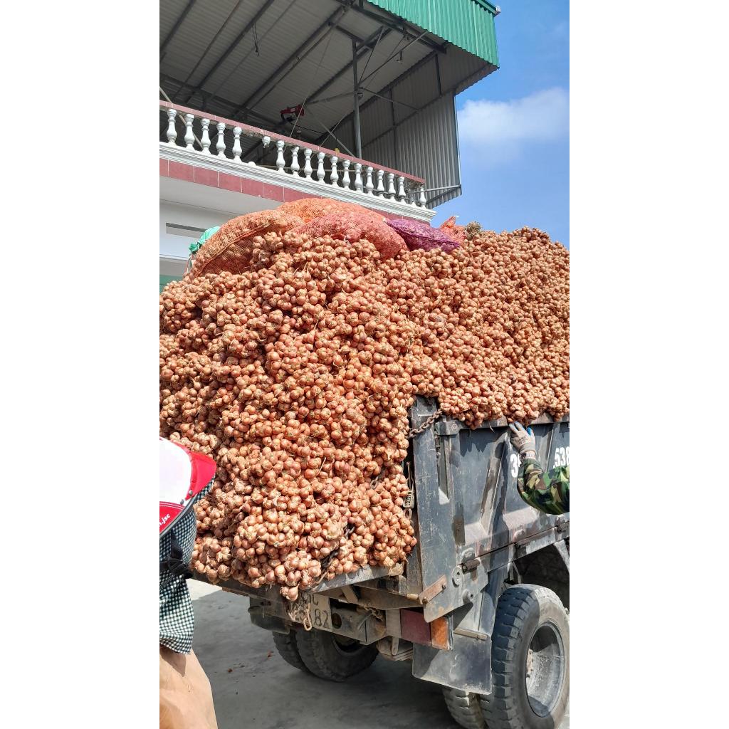 5 Kg Hành ta/ hành bắc khô Kinh Môn Hải Dương, hàng sạch nhà trồng - Loại 1