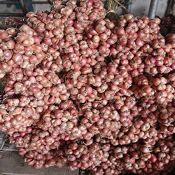 5 Kg Hành ta/ hành bắc khô Kinh Môn Hải Dương, hàng sạch nhà trồng - Loại 1