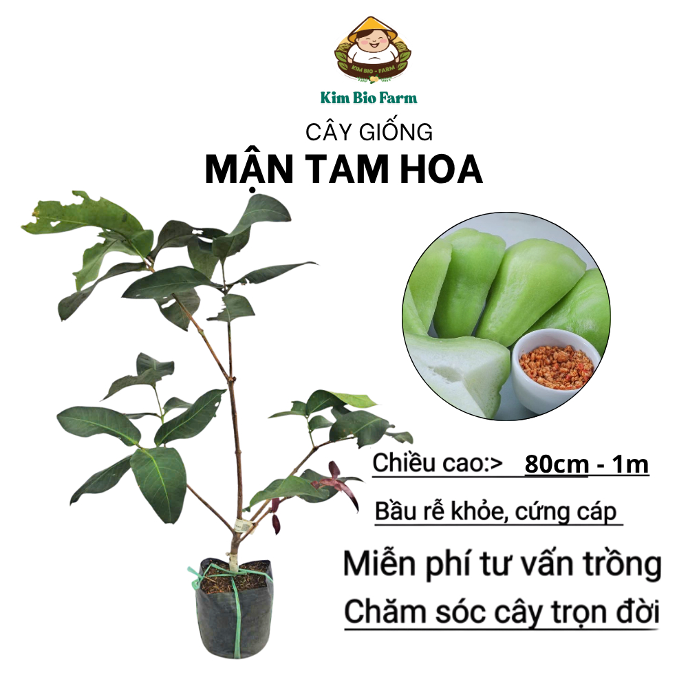 Cây Giống Mận Tam Hoa – Giống Chuẩn, Năng Suất Cao, Trái Mọng Nước, Ngọt Thanh, Ra Trái Sớm