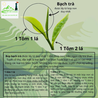 Bạch trà shan tuyết cổ thụ thượng hạng ngọt hậu êm ít đắng chát, thơm dịu bạch trà shan tuyết hộp 200gr