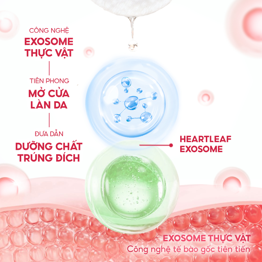 Toner pad Exosome làm sạch da C'New Lab Heartleaf Ac Blemish Clearing Pad (70 miếng/140ml)