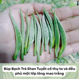Bạch trà shan tuyết cổ thụ thượng hạng ngọt hậu êm ít đắng chát, thơm dịu bạch trà shan tuyết hộp 200gr