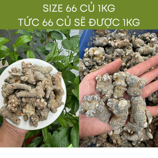 Củ tam thất bắc khô gói 1kg bổi bổ cơ thể, bảo vệ sức khỏe, củ to khô già đanh hàng loại 1
