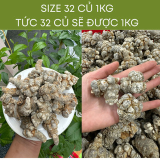 Củ tam thất bắc khô gói 1kg bổi bổ cơ thể, bảo vệ sức khỏe, củ to khô già đanh hàng loại 1