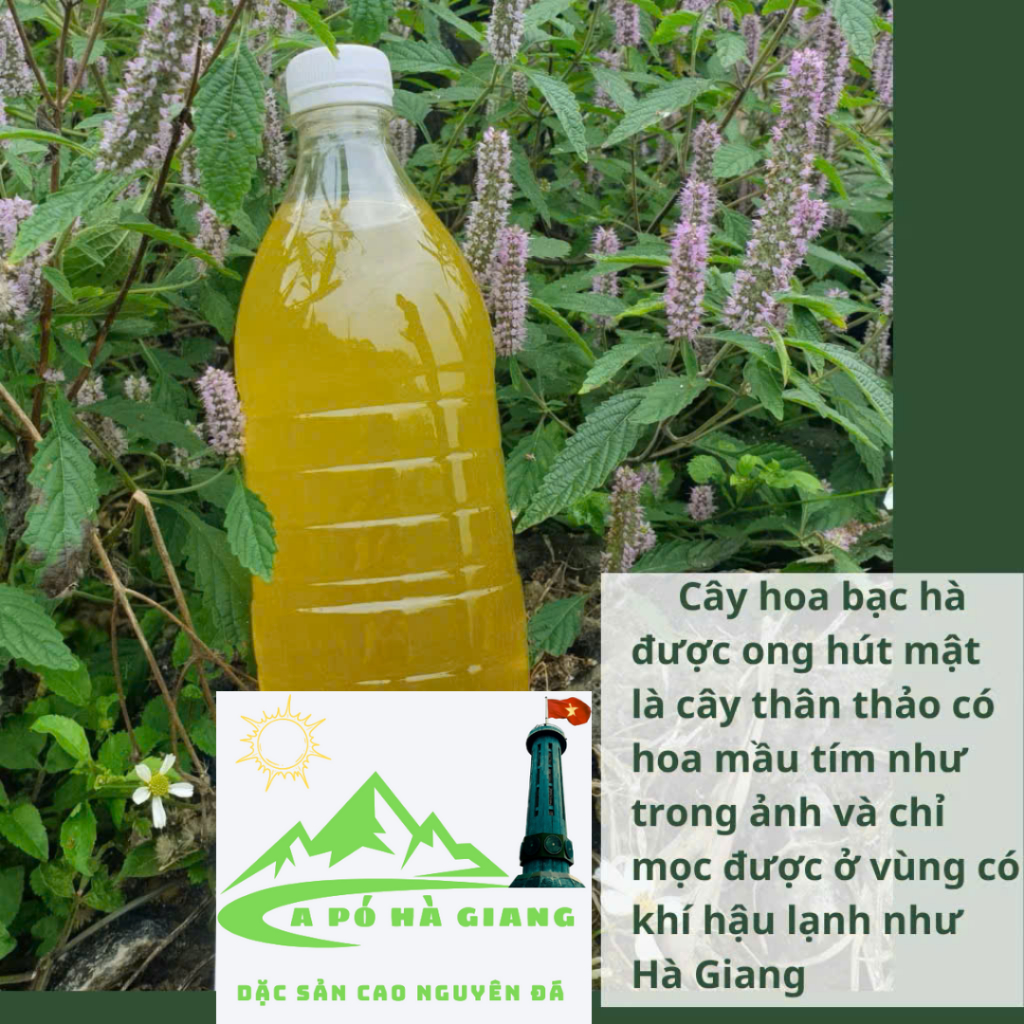 Mật ong bạc hà nguyên chất Hà Giang A Giàng, mật ong hoa bạc hà nguyên chất khai thác tự nhiên đặc sản cao nguyên đá