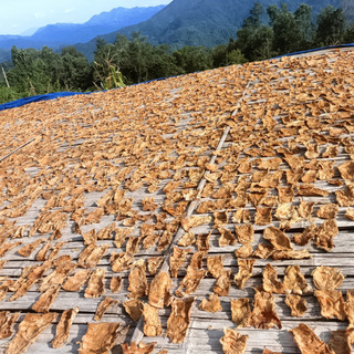 Măng Nứa Khô Hà Giang . Non, Giòn, Phơi Nắng Tự Nhiên măng non không cần cắt bỏ sử dụng được hết