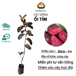 Cây Giống Ổi Tím Lạ Mắt – Giống Cao Sản, Dễ Trồng, Cho Trái Nhanh, Trái Tím Mọng Nước, Ăn Ngọt Thanh