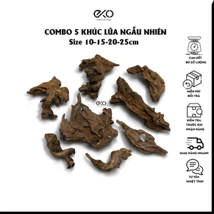 Combo 5 khúc Lũa Tự Nhiên Setup Biotope (10-25cm) | Hàng Tuyển Chọn Đã Xử Lý