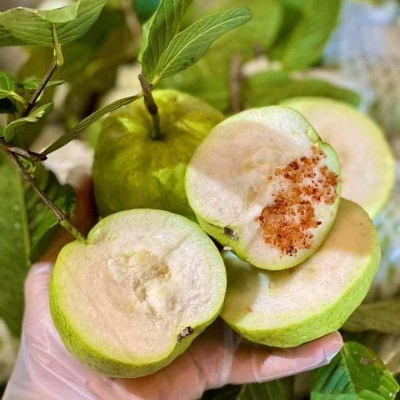 Cây Giống Ổi Nữ Hoàng – Giống Cao Sản, Quả To Thơm Giòn, Ngọt Thanh, Dễ Trồng, Ra Trái Sớm