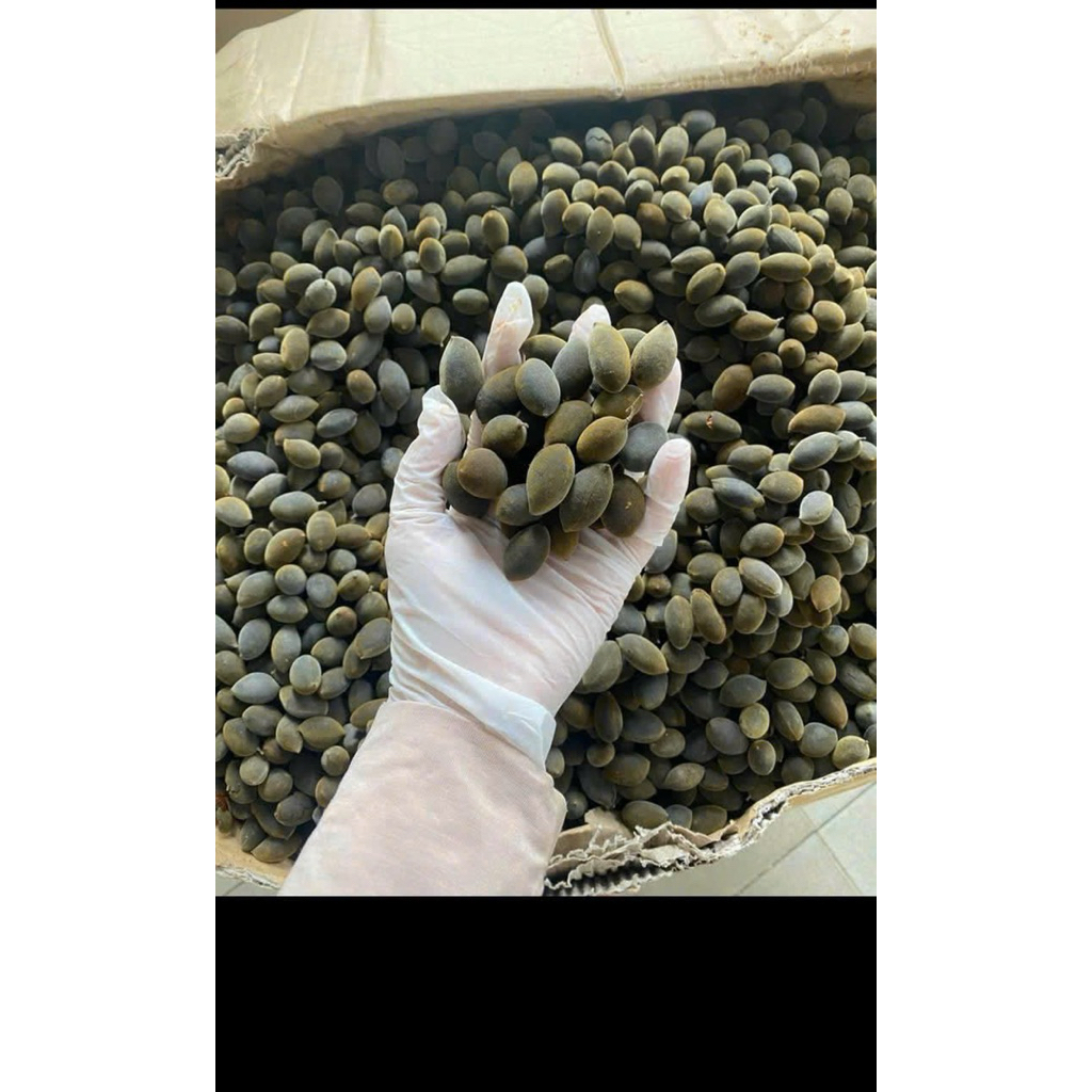 Trái say, quả say rừng Gia Lai 500gr vị chua ngọt thanh, thơm tự nhiên ...