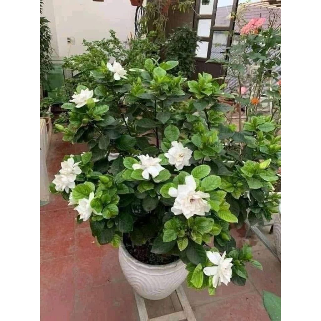 ComBo 3 Bầu Cây Giống Bạch Thiên Hương💚 Thơm Nức, Xinh Cực Kỳ Dễ Trồng