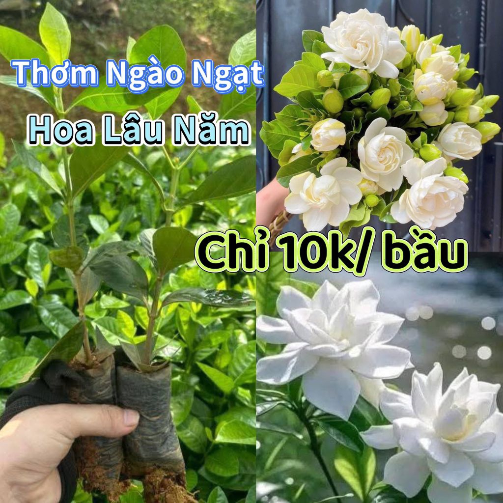 ComBo 3 Bầu Cây Giống Bạch Thiên Hương💚 Thơm Nức, Xinh Cực Kỳ Dễ Trồng