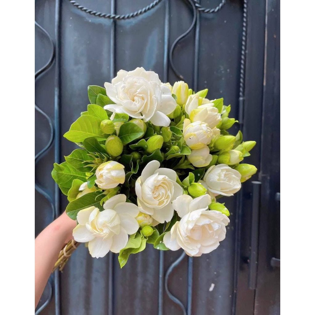 ComBo 3 Bầu Cây Giống Bạch Thiên Hương💚 Thơm Nức, Xinh Cực Kỳ Dễ Trồng