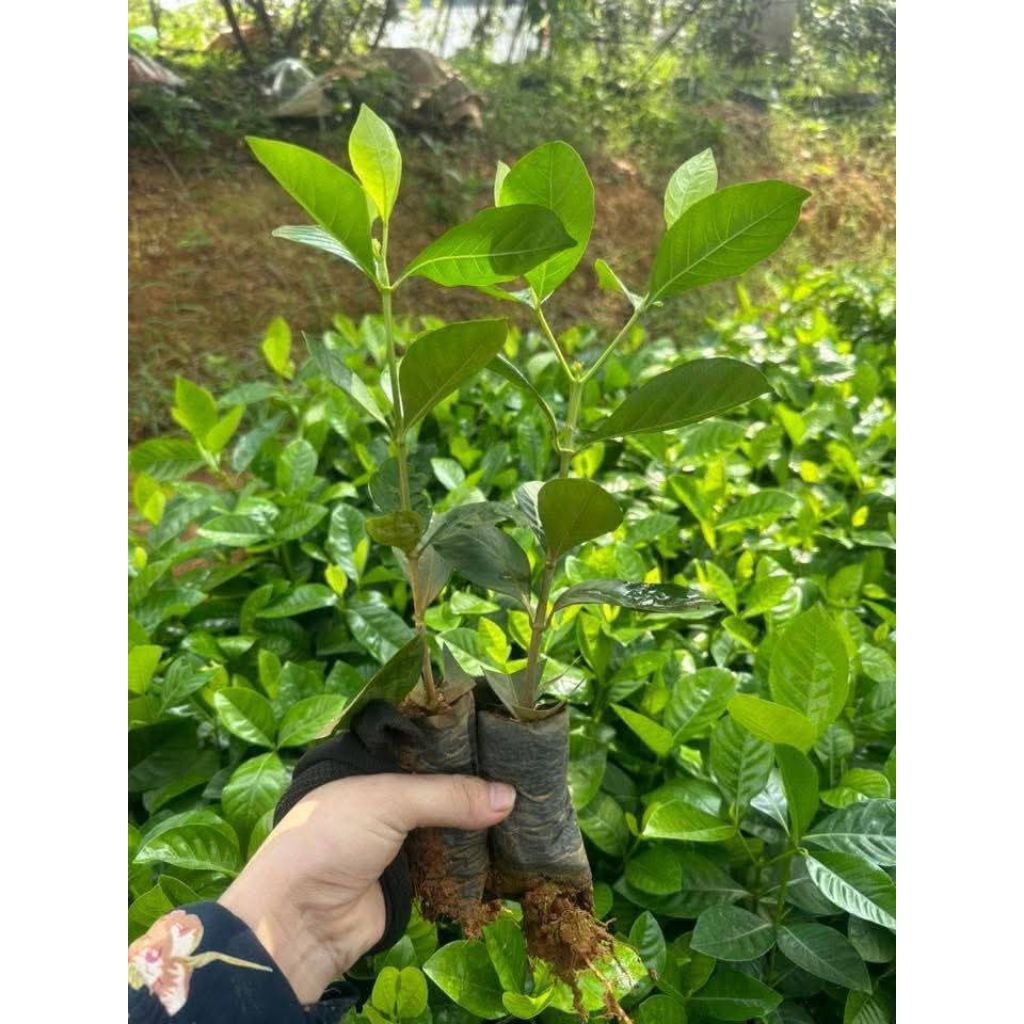 ComBo 3 Bầu Cây Giống Bạch Thiên Hương💚 Thơm Nức, Xinh Cực Kỳ Dễ Trồng