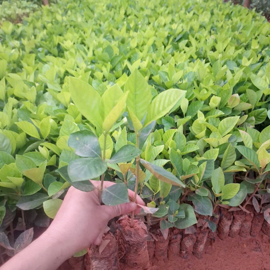 ComBo 3 Bầu Cây Giống Bạch Thiên Hương💚 Thơm Nức, Xinh Cực Kỳ Dễ Trồng