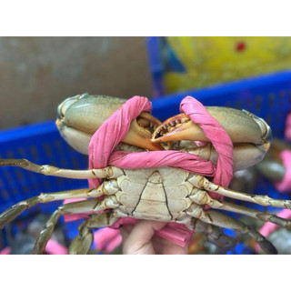 Cua Thịt Y3 (size 390g-440g) giao sống (hàng sẵn giao liền  )