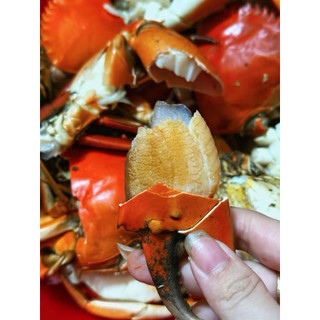 Cua Cà Mau thịt Y2 (460g~550g) hàng sẵn giao liền