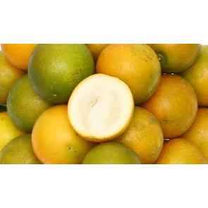 🍊  KIM QUỐC NGỌT ĐÀI LOAN – TRÁI TO, VỎ MỎNG, CỰC NGỌT! 🍊