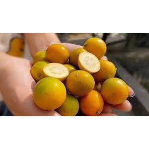 🍊  KIM QUỐC NGỌT ĐÀI LOAN – TRÁI TO, VỎ MỎNG, CỰC NGỌT! 🍊