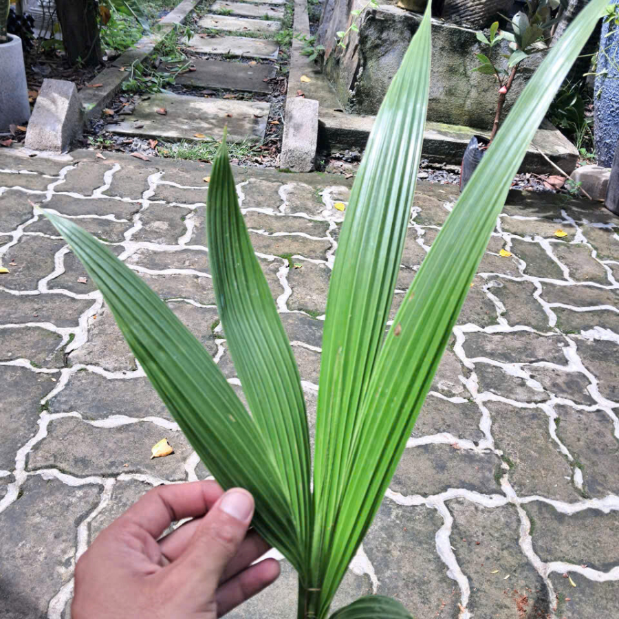 Cây Giống Dừa Xiêm Lùn Bến Tre – Chuẩn Giống, Cho Nước Dừa Ngọt Thanh, Dễ Trồng, Cho Trái Sớm