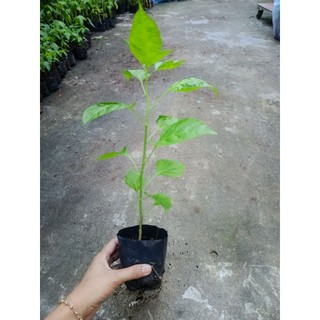 Bầu cây ớt hiểm ( ớt xiêm xanh) cao lớn, cây cao trên 30cm