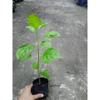 Bầu cây ớt hiểm ( ớt xiêm xanh) cao lớn, cây cao trên 30cm