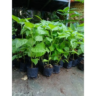 Bầu cây ớt hiểm ( ớt xiêm xanh) cao lớn, cây cao trên 30cm