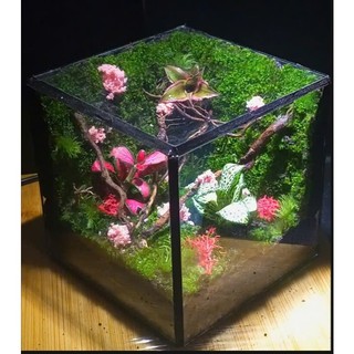 Terrarium Phong Thủy "VƯỜN YÊU THƯƠNG" - Khoảng Xanh Nuôi Dưỡng Tâm Hồn Quà tặng ý nghĩa ( Hỏa Tốc )