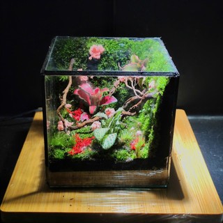 Terrarium Phong Thủy "VƯỜN YÊU THƯƠNG" - Khoảng Xanh Nuôi Dưỡng Tâm Hồn Quà tặng ý nghĩa ( Hỏa Tốc )