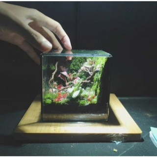 Terrarium Phong Thủy "VƯỜN YÊU THƯƠNG" - Khoảng Xanh Nuôi Dưỡng Tâm Hồn Quà tặng ý nghĩa ( Hỏa Tốc )