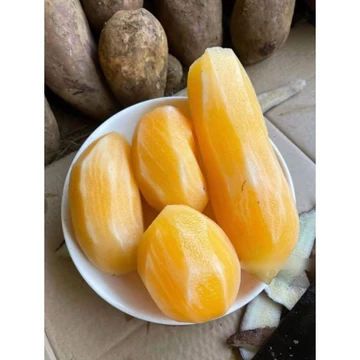 10kg KHOAI SÂM ĐẤT Y TÝ – NGỌT MÁT TỪ NÚI RỪNG