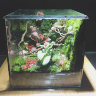 Terrarium Phong Thủy "VƯỜN YÊU THƯƠNG" - Khoảng Xanh Nuôi Dưỡng Tâm Hồn Quà tặng ý nghĩa ( Hỏa Tốc )