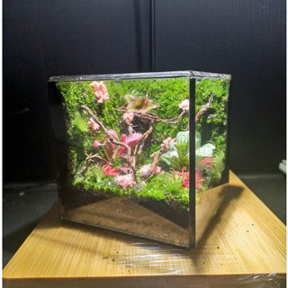 Terrarium Phong Thủy "VƯỜN YÊU THƯƠNG" - Khoảng Xanh Nuôi Dưỡng Tâm Hồn Quà tặng ý nghĩa ( Hỏa Tốc )