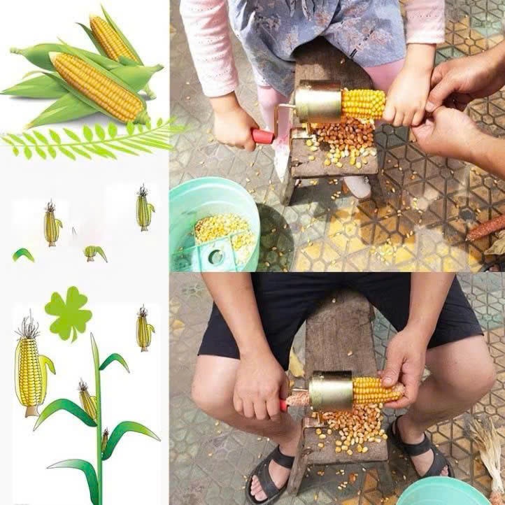 Máy Tách Hạt Ngô Khô Siêu Nhanh – Dụng Cụ Tách Bắp Cầm Tay Tiện Lợi Cho Nông Dân & Gia Đình