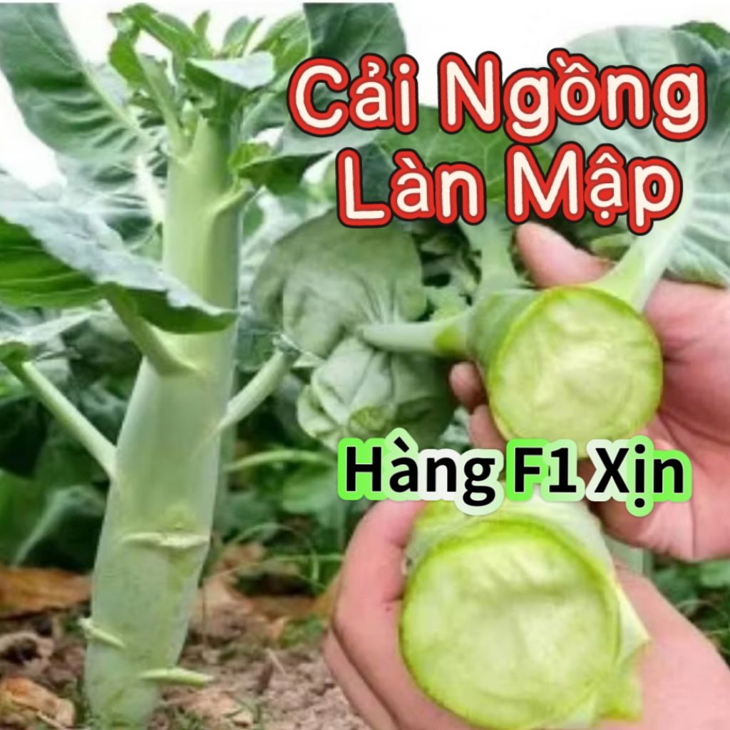 Hạt Giống Cải Ngồng Làn Mập F1 Thái ♥️ Non Mỡ, Hàng Xịn, Cực Kỳ Năng Suất