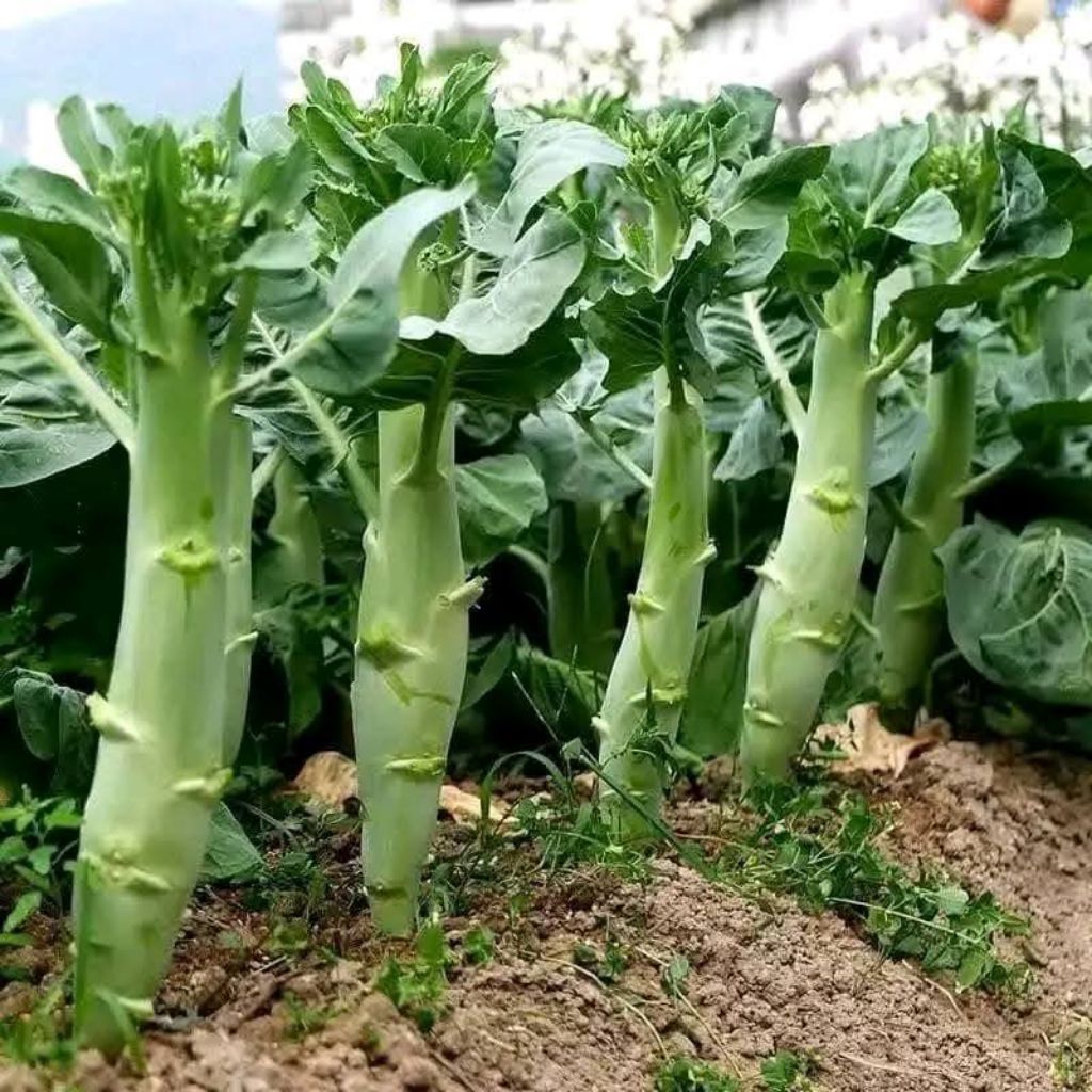 Hạt Giống Cải Ngồng Làn Mập F1 Thái ♥️ Non Mỡ, Hàng Xịn, Cực Kỳ Năng Suất