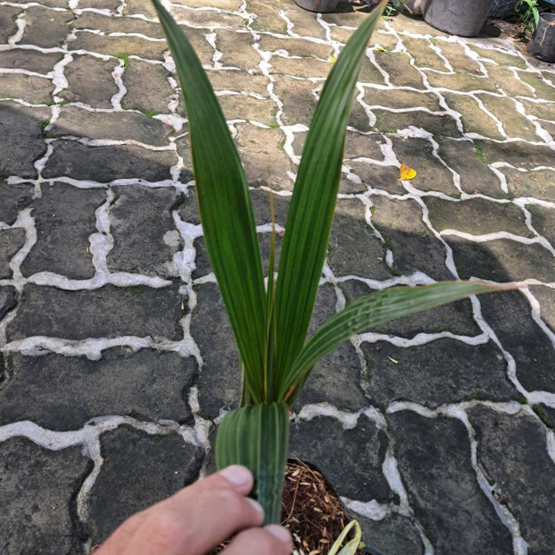 Cây Giống Dừa Mã Lai – Giống Ngoại Cao Sản, Trái Nhiều, Dễ Trồng