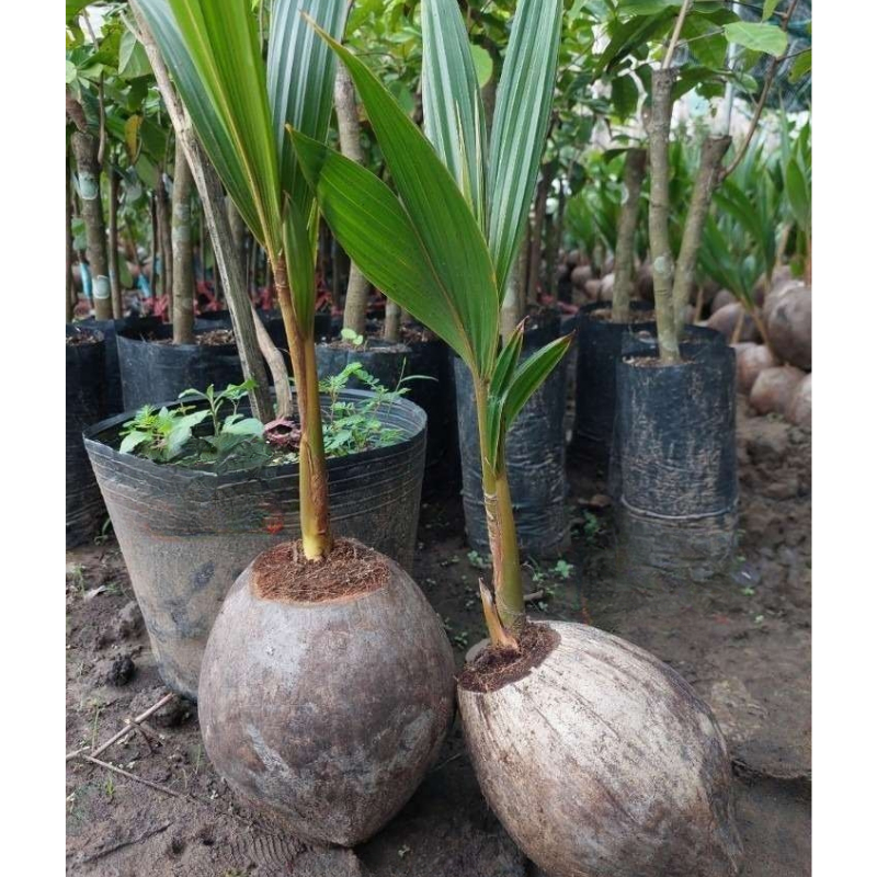 Cây Giống Dừa Mã Lai – Giống Ngoại Cao Sản, Trái Nhiều, Dễ Trồng