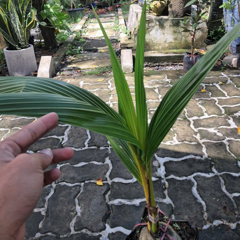 Cây Giống Dừa Tam Quan – Giống Dừa Đặc Sản Bình Định, Nước Ngọt Thanh, Cơm Dày, Năng Suất Cao