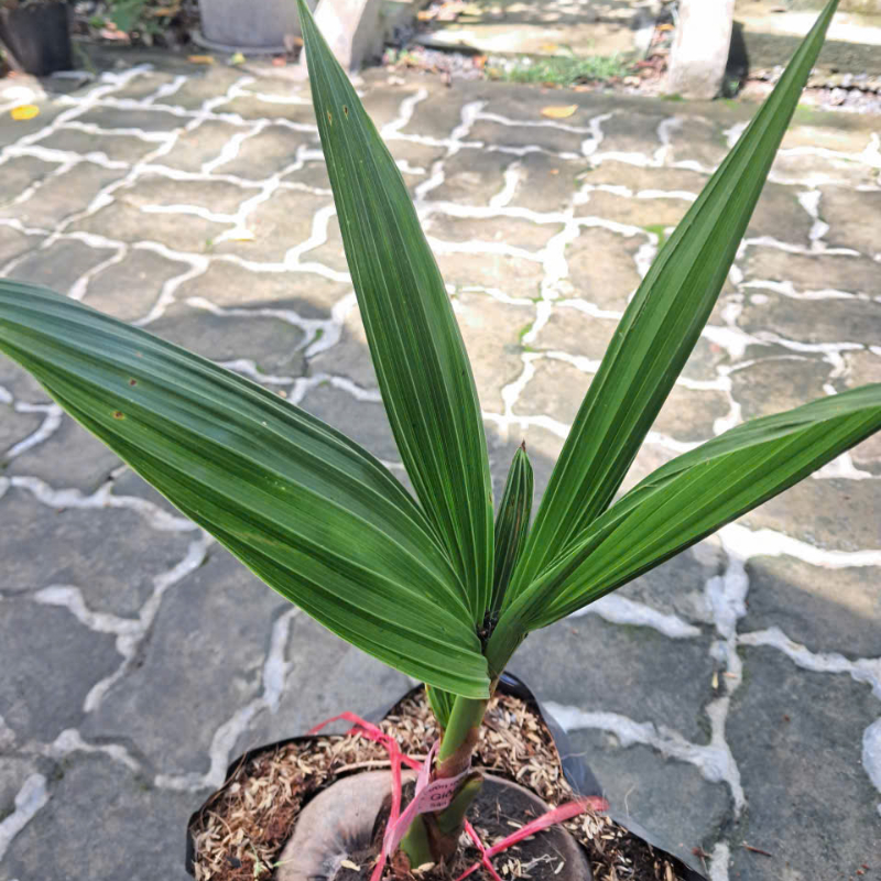 Cây Giống Dừa Sáp – Đặc Sản Quý Hiếm, Cơm Dày Dẻo Quánh, Béo Ngậy Thơm Ngon, Hiệu Quả Kinh Tế Cao