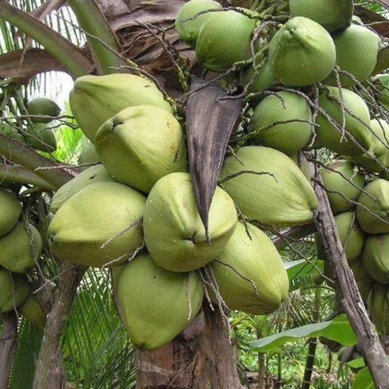 Cây Giống Dừa Sáp – Đặc Sản Quý Hiếm, Cơm Dày Dẻo Quánh, Béo Ngậy Thơm Ngon, Hiệu Quả Kinh Tế Cao