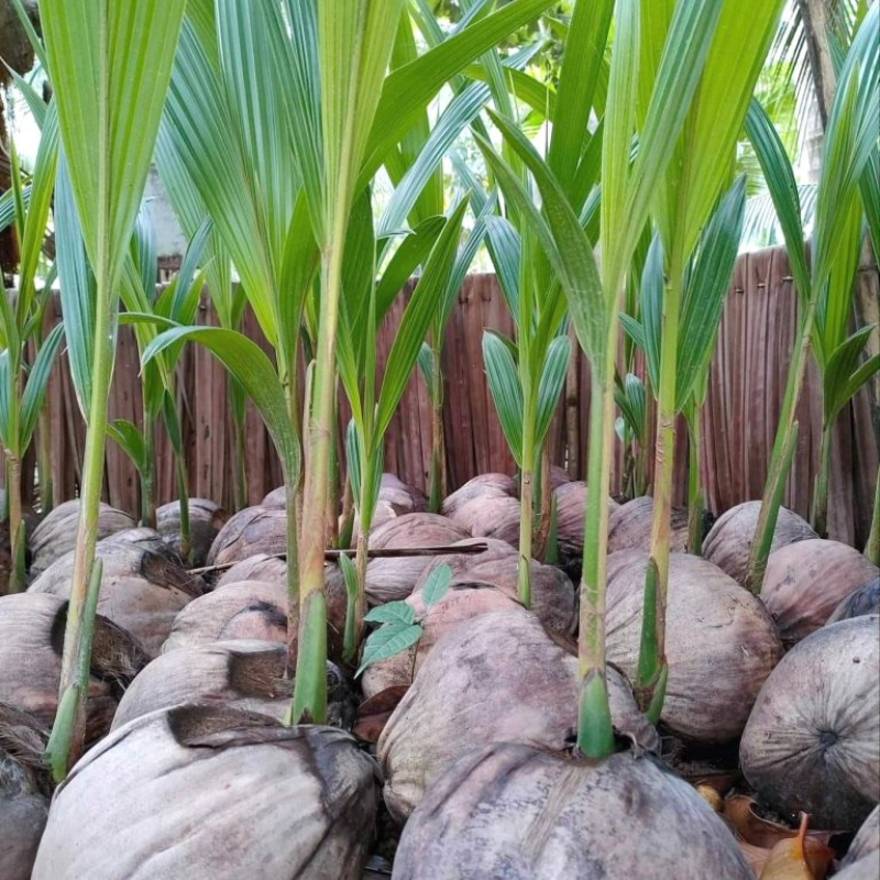 Cây Giống Dừa Sáp – Đặc Sản Quý Hiếm, Cơm Dày Dẻo Quánh, Béo Ngậy Thơm Ngon, Hiệu Quả Kinh Tế Cao