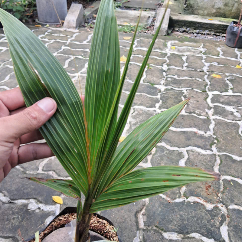 Cây Giống Dừa Ta Lùn – Giống Dừa Nước Ngọt, Dễ Trồng, Cho Trái Sớm, Năng Suất Cao