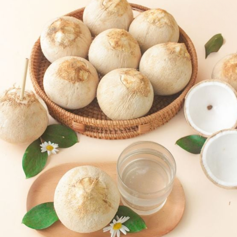 Cây Giống Dừa Ta Lùn – Giống Dừa Nước Ngọt, Dễ Trồng, Cho Trái Sớm, Năng Suất Cao