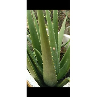 5kg Bẹ Nha Đam Hữu Cơ Nhà Trồng(bẹ nhỏ 1kg 5 bẹ)