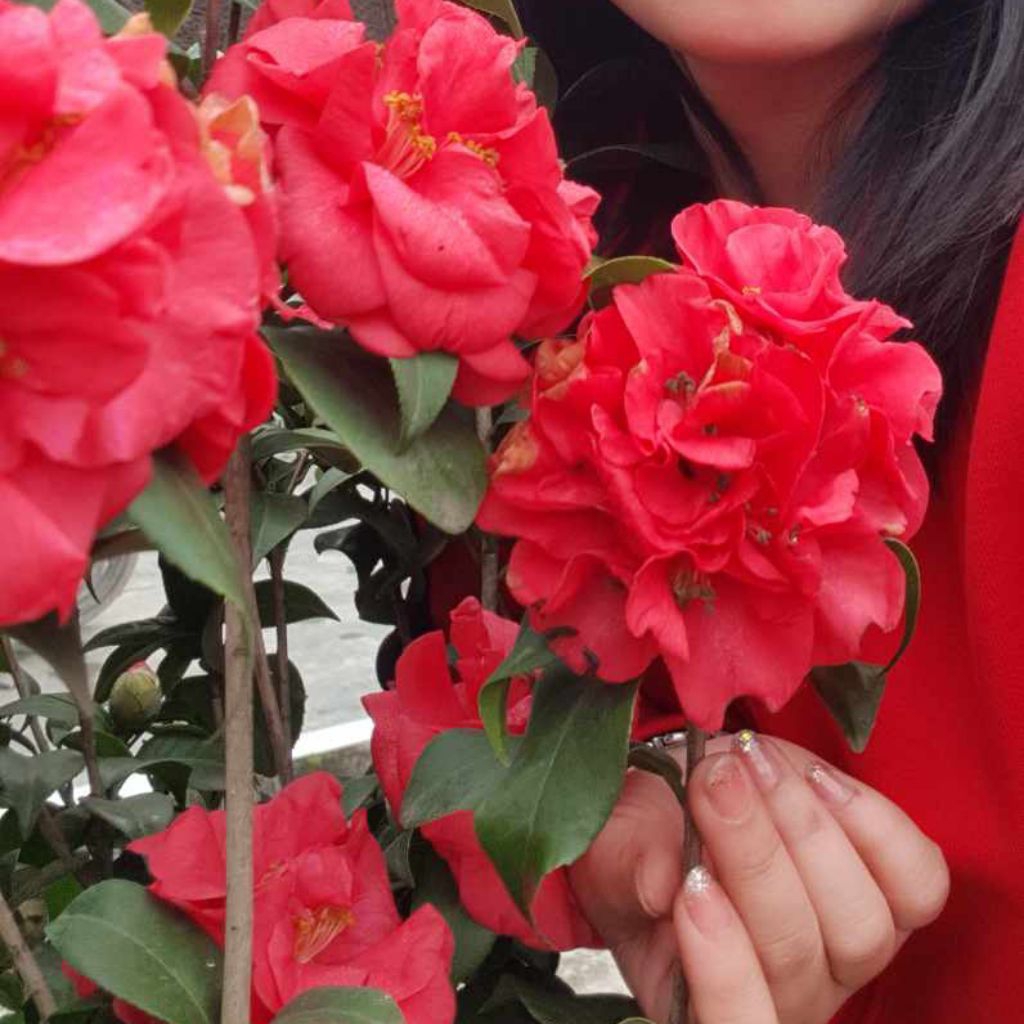 Bầu Cây Giống Hoa Trà My Lâu Năm ♥️ Cực Xinh* Rất Dễ Trồng