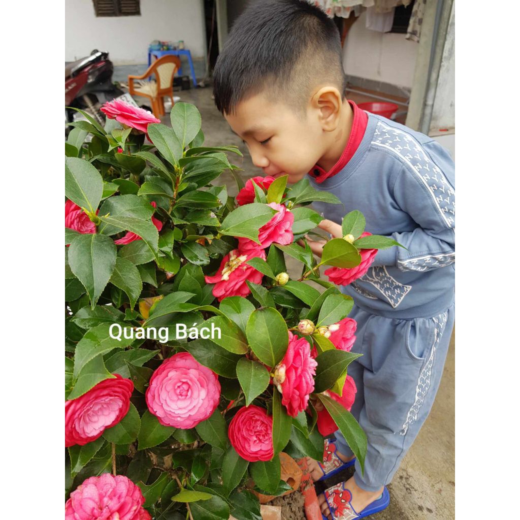 Bầu Cây Giống Hoa Trà My Lâu Năm ♥️ Cực Xinh* Rất Dễ Trồng