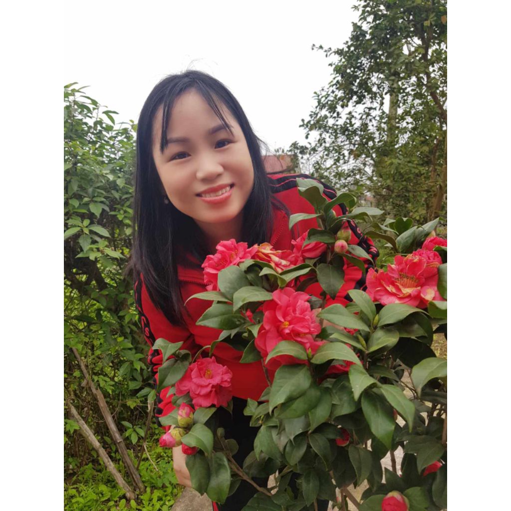 Bầu Cây Giống Hoa Trà My Lâu Năm ♥️ Cực Xinh* Rất Dễ Trồng