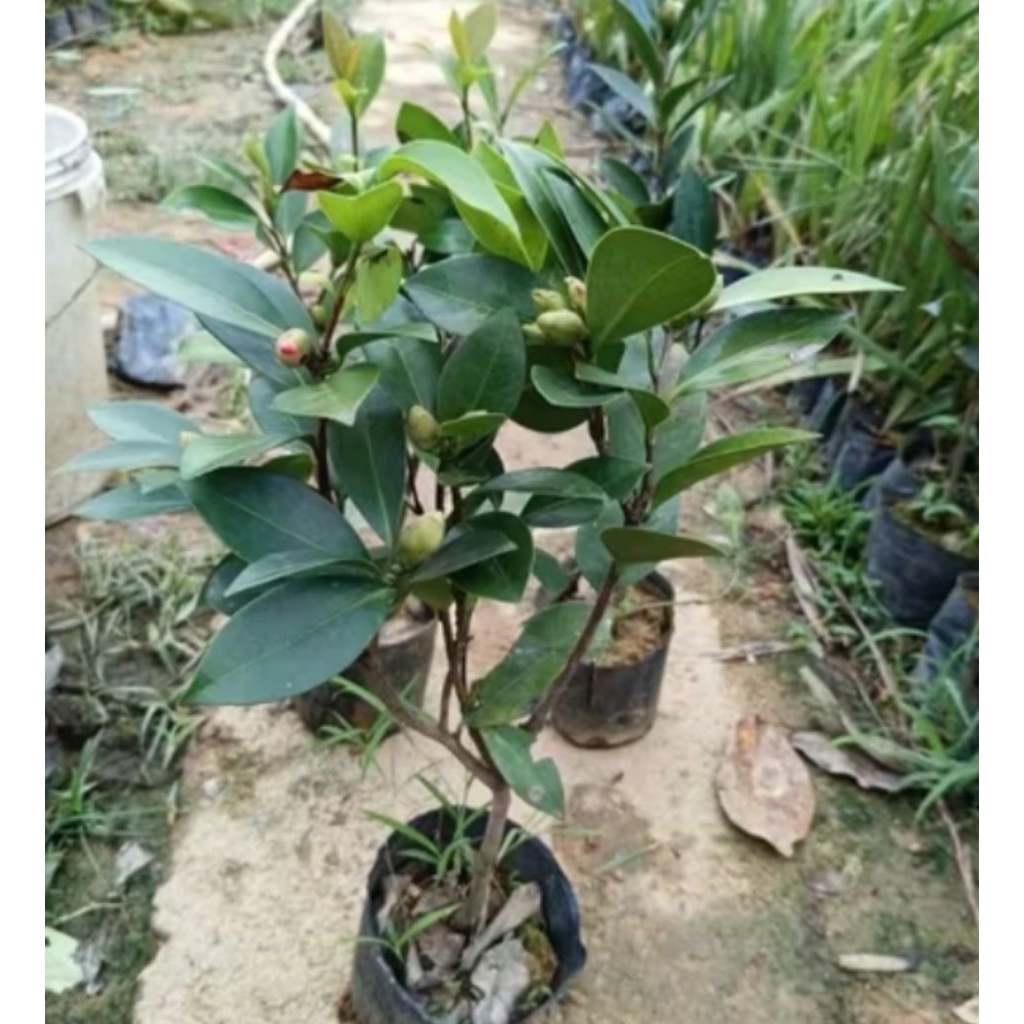 Bầu Cây Giống Hoa Trà My Lâu Năm ♥️ Cực Xinh* Rất Dễ Trồng