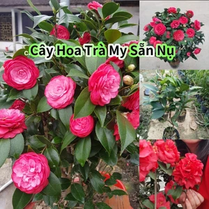 Bầu Cây Giống Hoa Trà My Lâu Năm ♥️ Cực Xinh* Rất Dễ Trồng